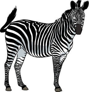 Zebra PNG image-8960
